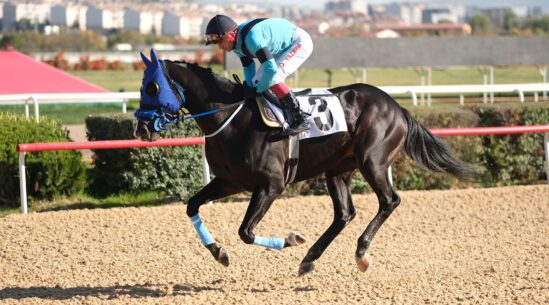 King Man Go Formunun Zirvesinde