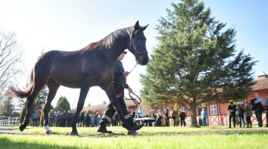 TJK Aygır Tanıtım Etkinliği Düzenledi