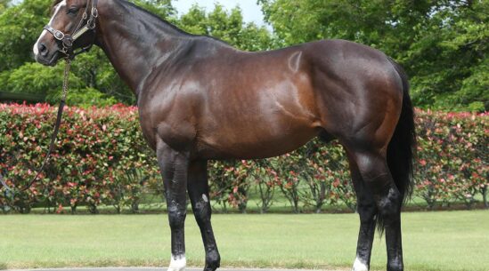 Tattersalls And Turkish Breeders Are Shoulder to Shoulder For Earthquake Victims